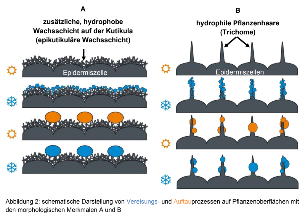 Schema von Pflanzenoberflächen mit Wachsschicht, Pflanzenhaaren sowie Vereisungs- und Auftauprozessen.